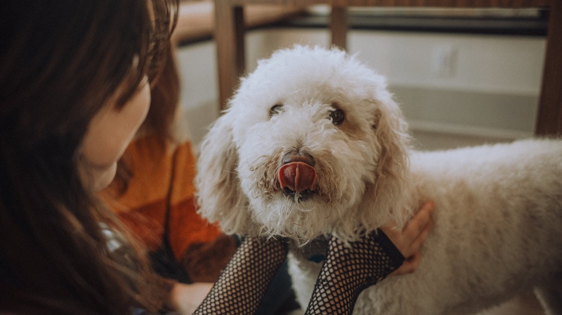 The Big Lie About Hypoallergenic Pets You Need To Stop Believing The Big Lie About Hypoallergenic Pets You Need To Stop Believing