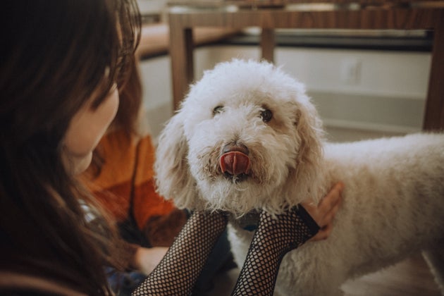Getting a poodle, which is often marketed as hypoallergenic, does not guarantee you won't be allergic to your dog, studies find. 