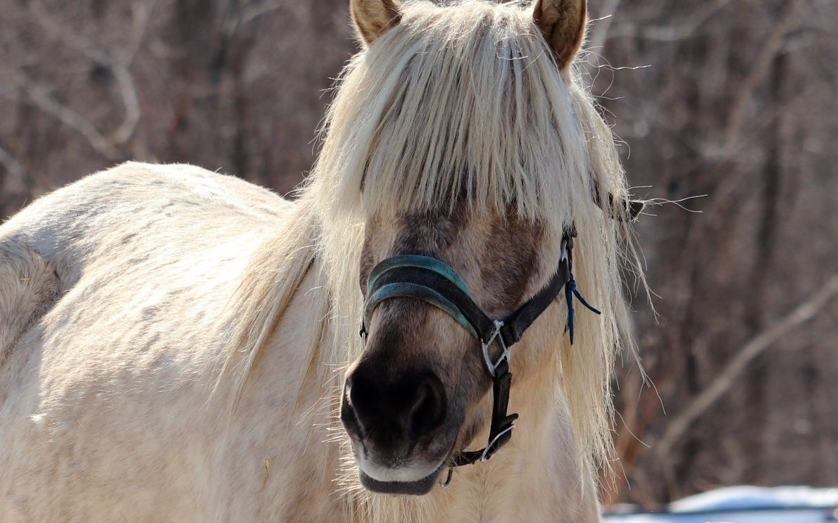 馬の前髪を切りすぎた...⇒クールな雰囲気から激変「丸山桂里奈」「バッテリィズのエースにしか見えない」の声