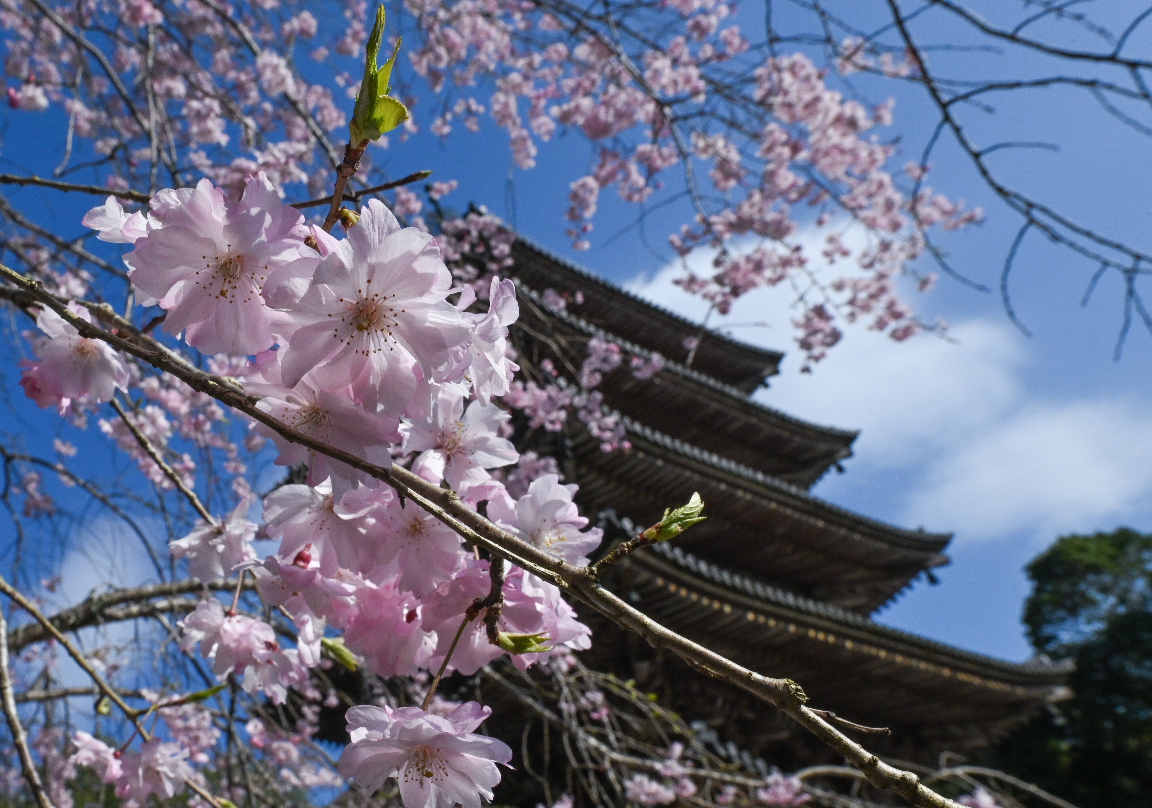 桜満開の京都でラーメンの匂いが…⇒まさかの正体に「春先ならでは！」「出前一丁の匂いがすると思ってた」と反響