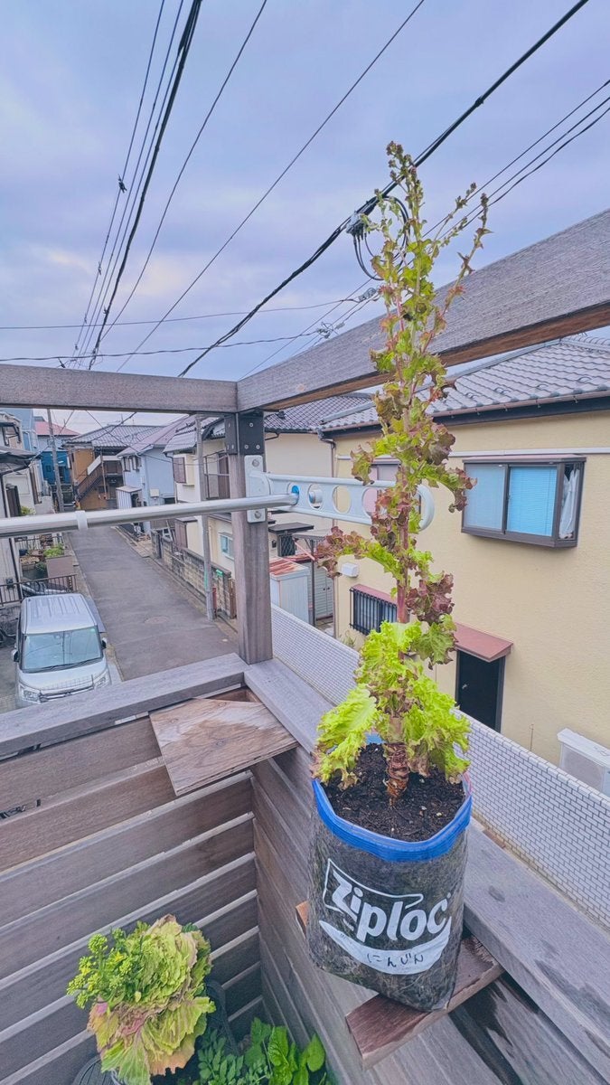 半年育てたサニーレタスが“最終形態”に⇨“想定外”の進化に「木みたい」「いかつすぎ」