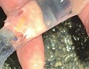 激レア深海生物を駿河湾で発見⇒「絵本でよく見るオバケ」「ムーミン谷に居そう」と大反響