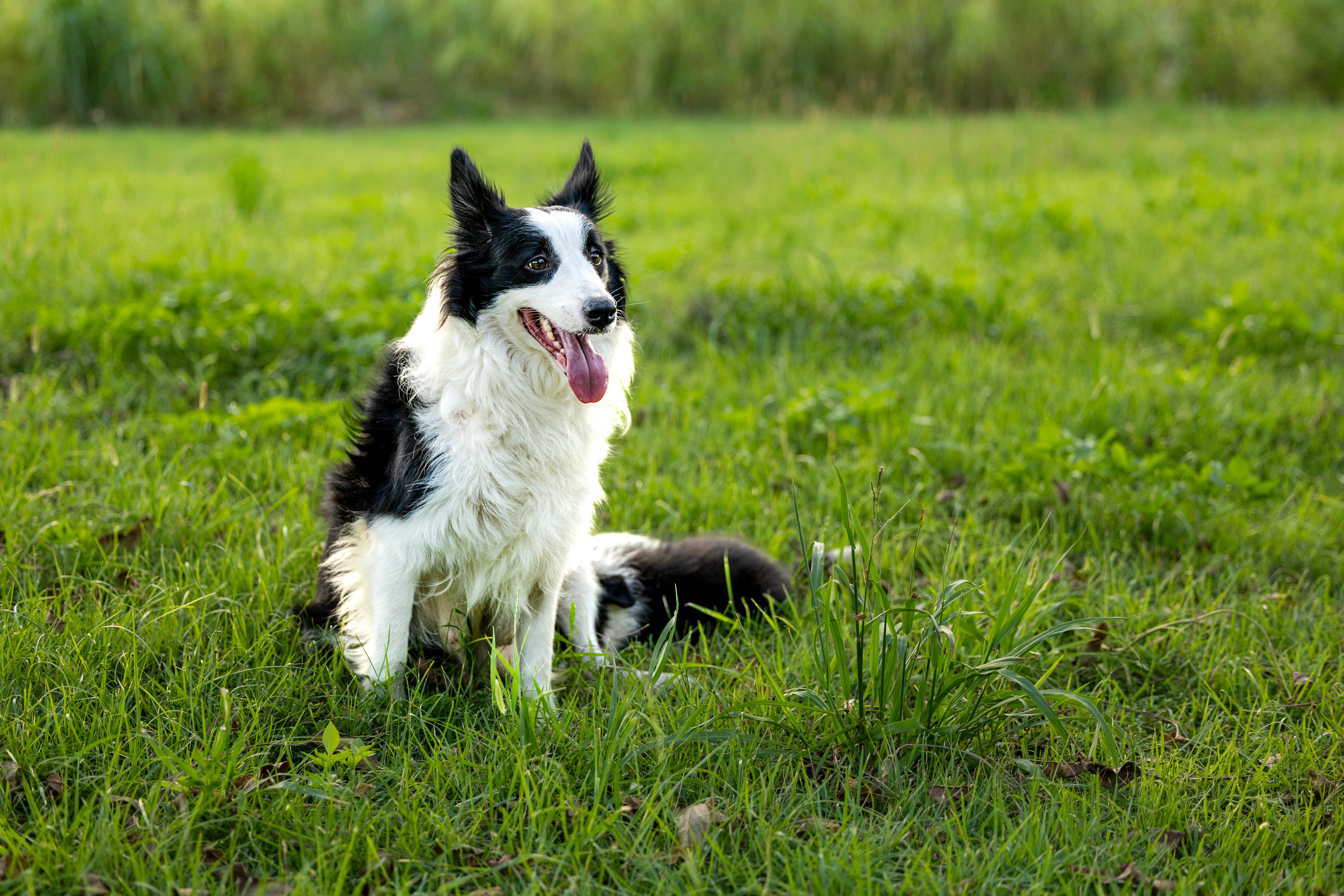高さ55メートルの滝から飼い主落下　山中を1週間さまよった愛犬が“奇跡の救出”　予想外の健康状態に救助隊驚き