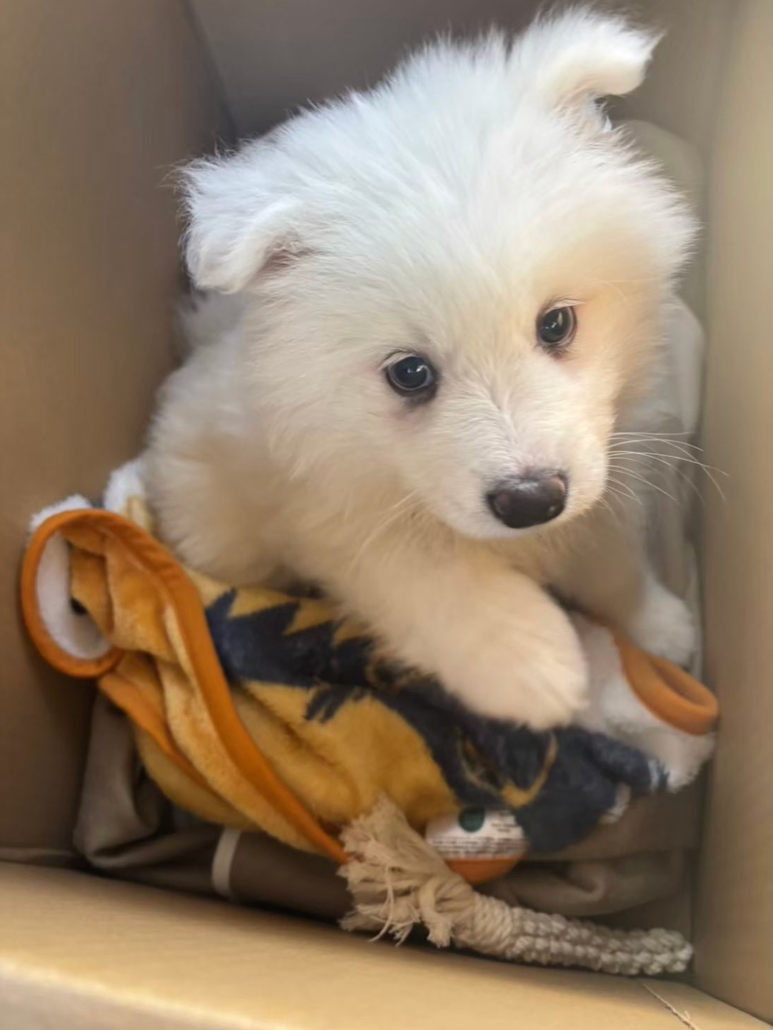 妻が撮ると「借りてきた犬」⇒では夫だと...？写真撮影の豹変ぶりに爆笑