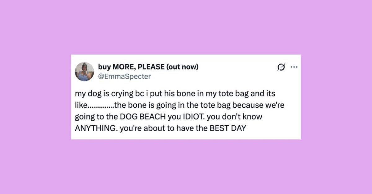 28 Of The Funniest Posts About Cats And Dogs This Week
