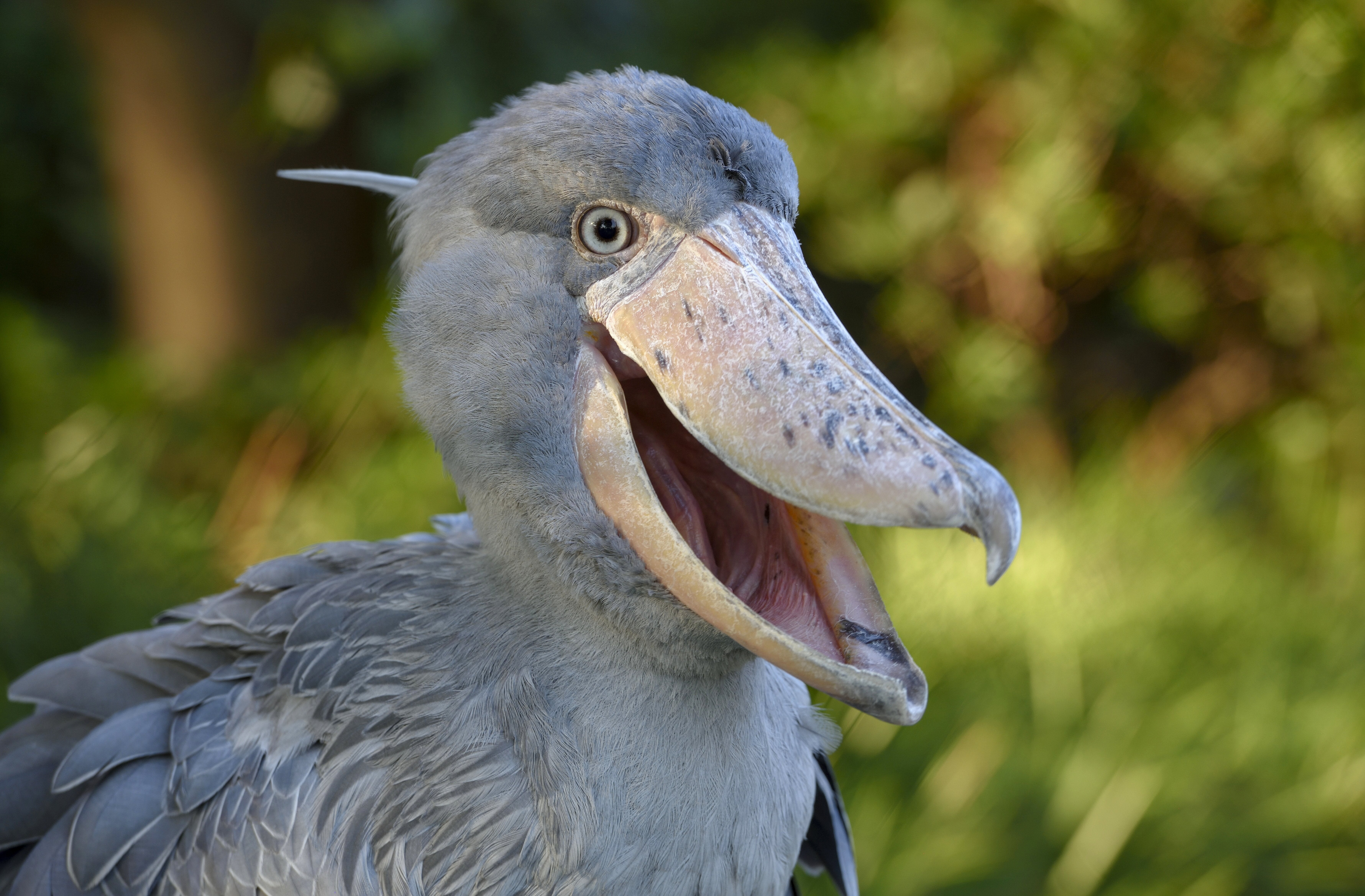 ハシビロコウ、飼育員さんへ“感謝のポーズ”？⇨「礼儀正しい」「こんなこともできるのね」と驚きの声