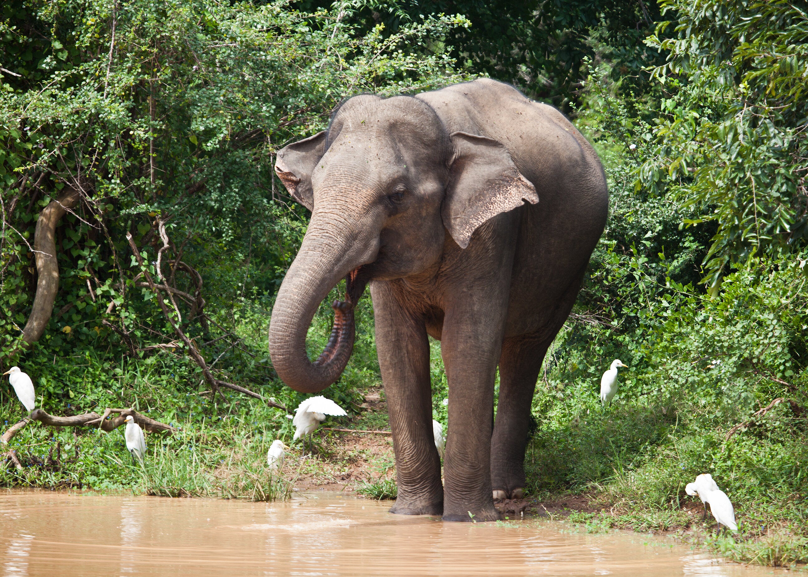 にんじんを“アレ”するゾウが話題⇨「人みたい」な行動に共感の嵐