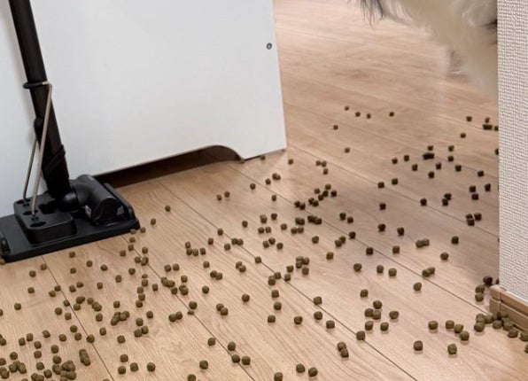 “大惨事”に深呼吸する飼い主。そのとき愛犬は...⇨「温度差が最高」「どんまいすぎる」と爆笑