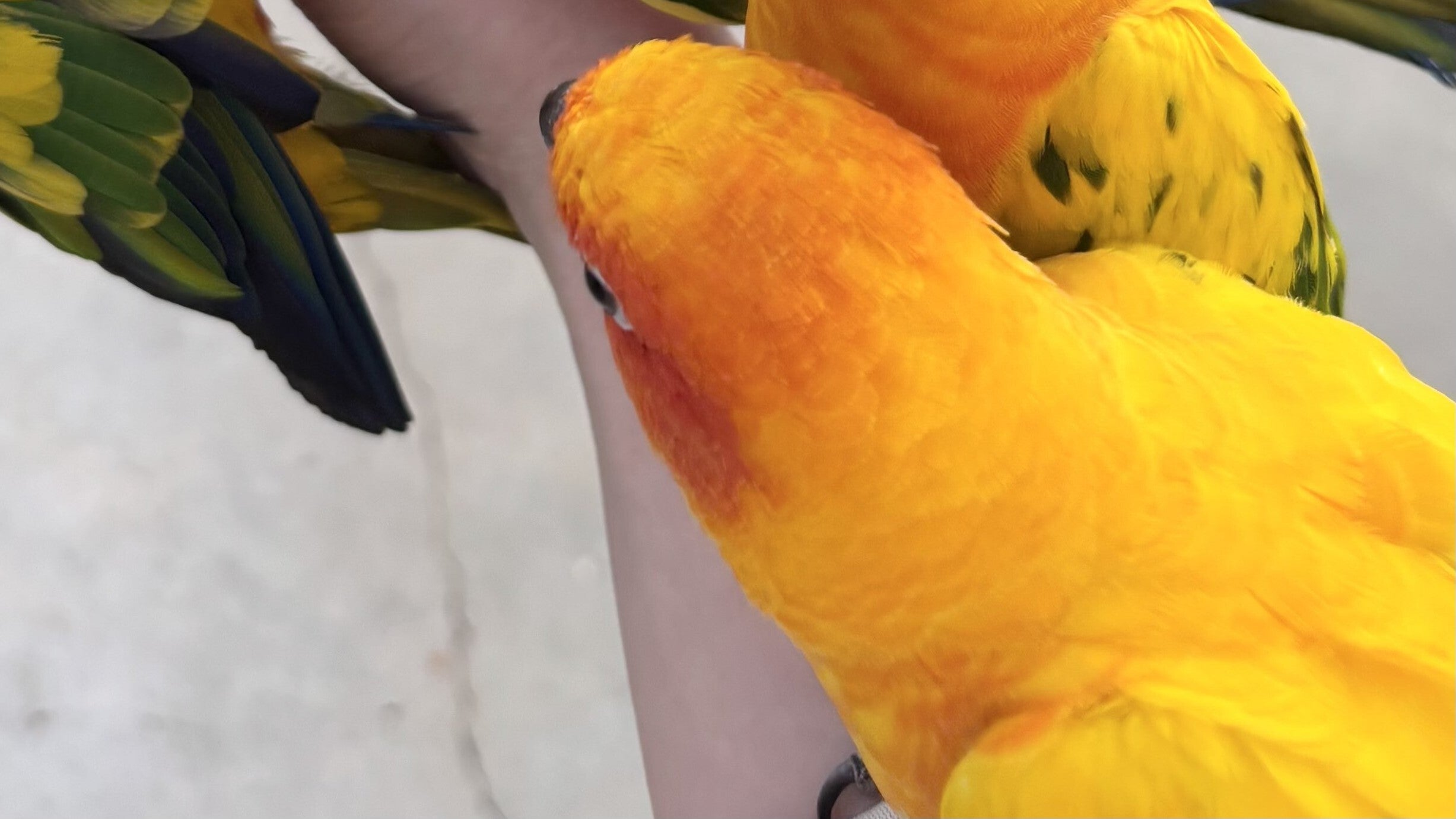 腕に乗るインコは何羽？静岡・掛川花鳥園で餌をあげると...「鳥好きには夢のよう」「最高」の声