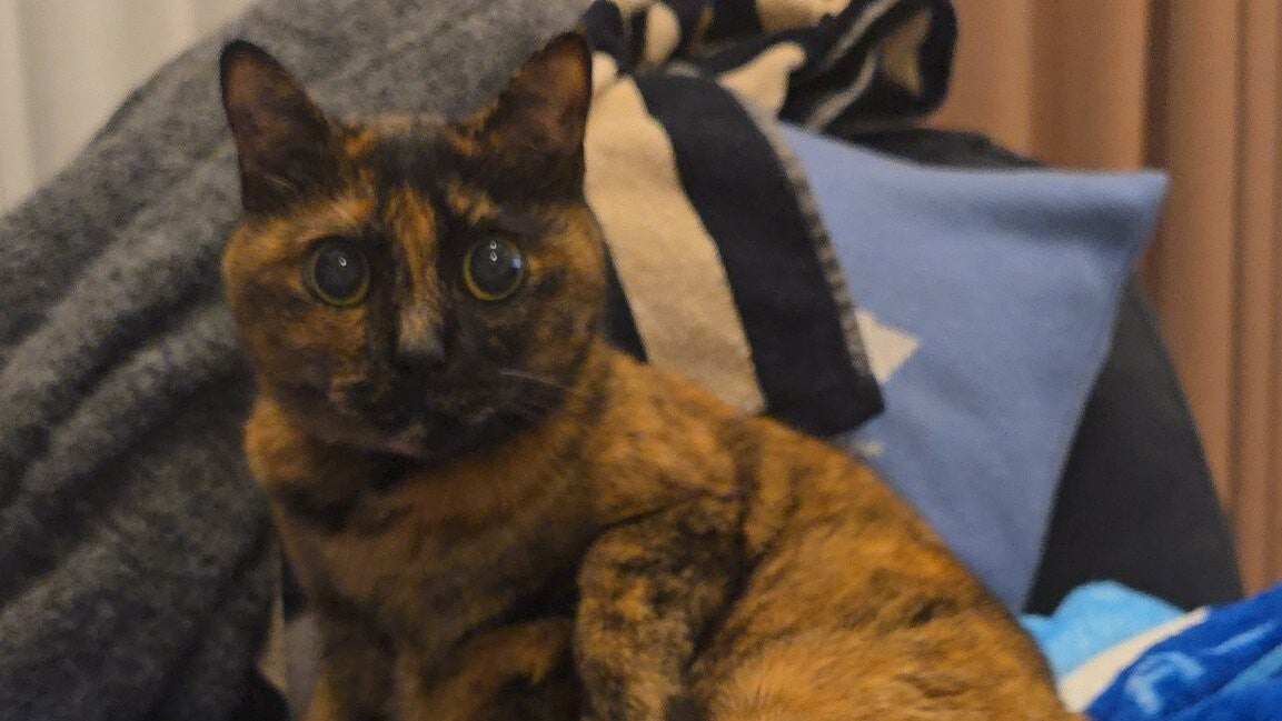 猫のお迎えに“静かな愛”があふれてる⇨「涙出た」「すべてが尊い」の声