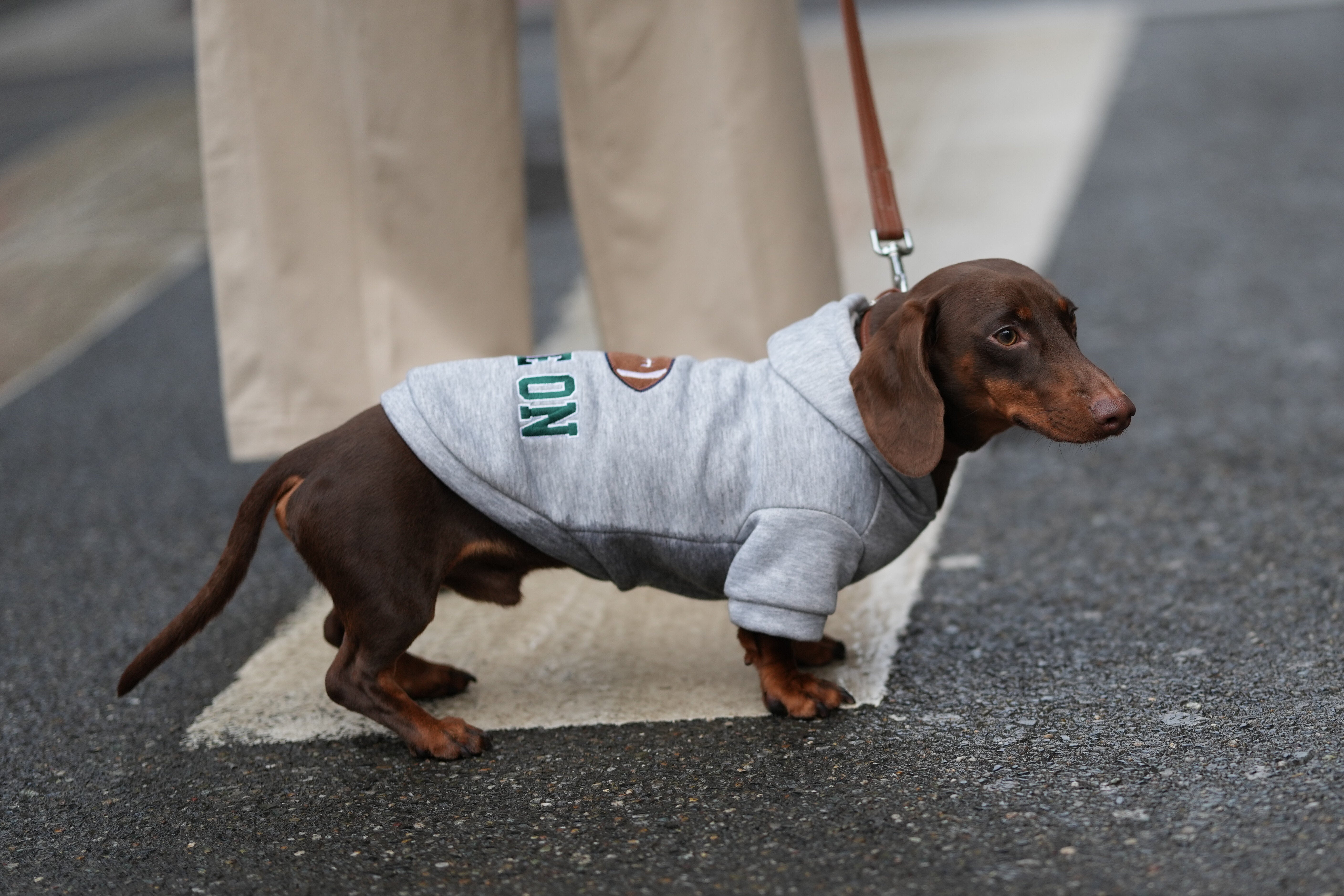 “いぬコーム”がXで再燃。「ダックスだけ胴の長さフル活用」「不憫可愛いw」と話題に