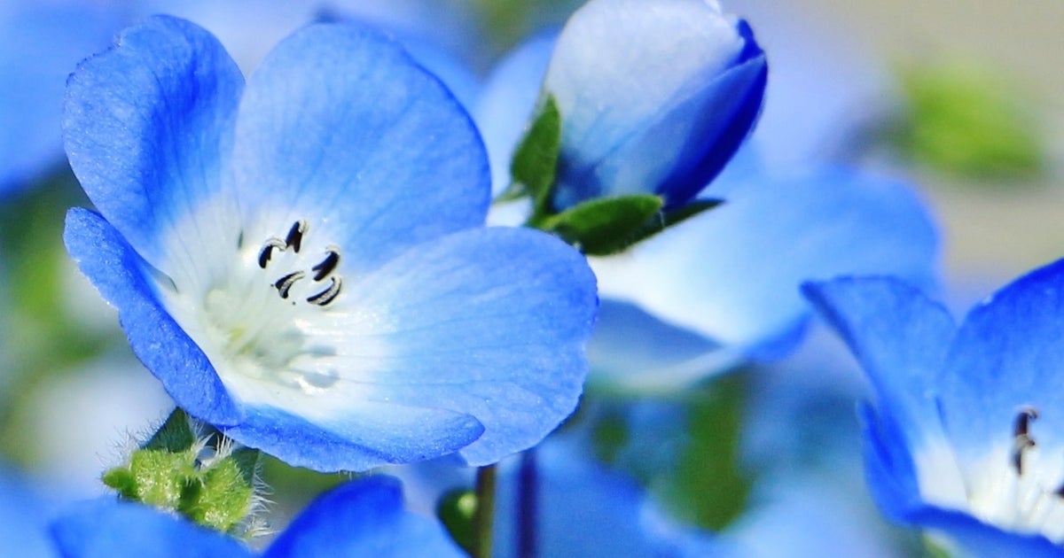 ネモフィラの光の花畑が「幻想的」「行列覚悟で行く価値あり」と絶賛の声　チームラボ春限定展示