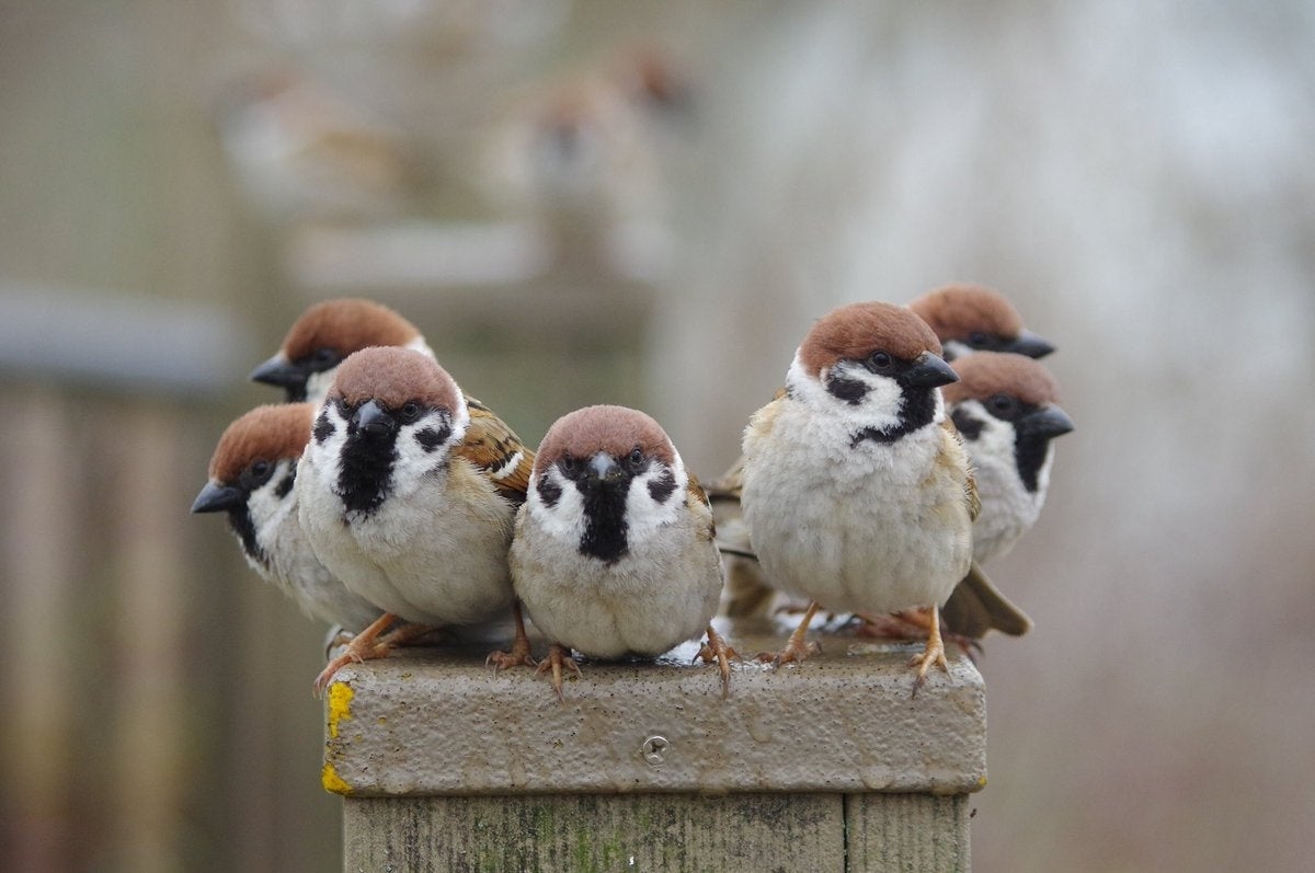 スズメ7羽の“止まり方”がもはやアイドル級⇨美しすぎるフォーメーションに「今は無き、戦隊モノ」と反響