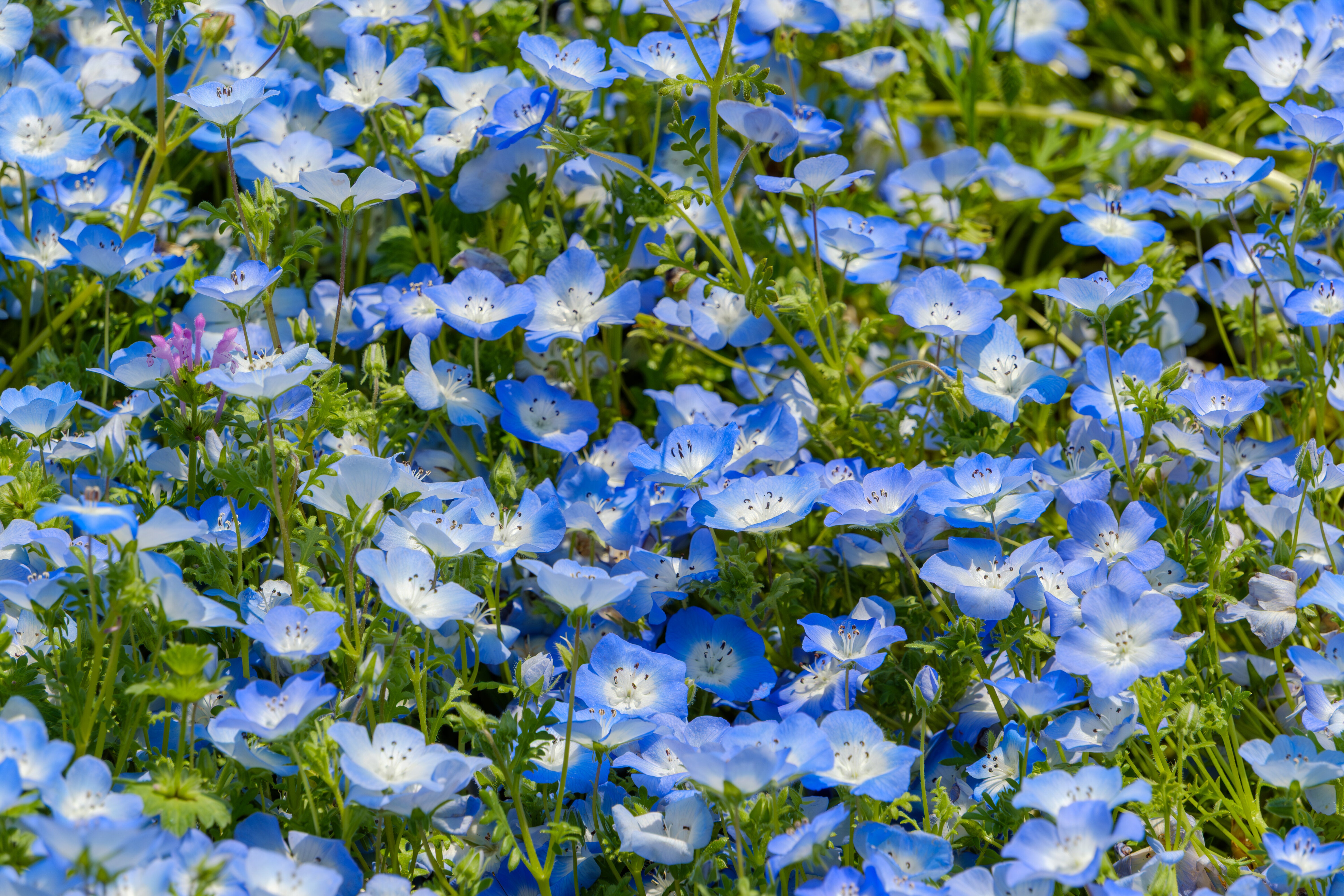 ネモフィラが東京・日比谷公園で見られます。朝日を浴びる青一色の花壇に「きれ〜〜〜」の声
