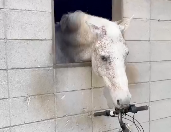 馬が自転車のベルの仕組みに気づいた…！⇨陽気に鳴らす姿に「賢い」「そのうちリズムを奏でそう」の声
