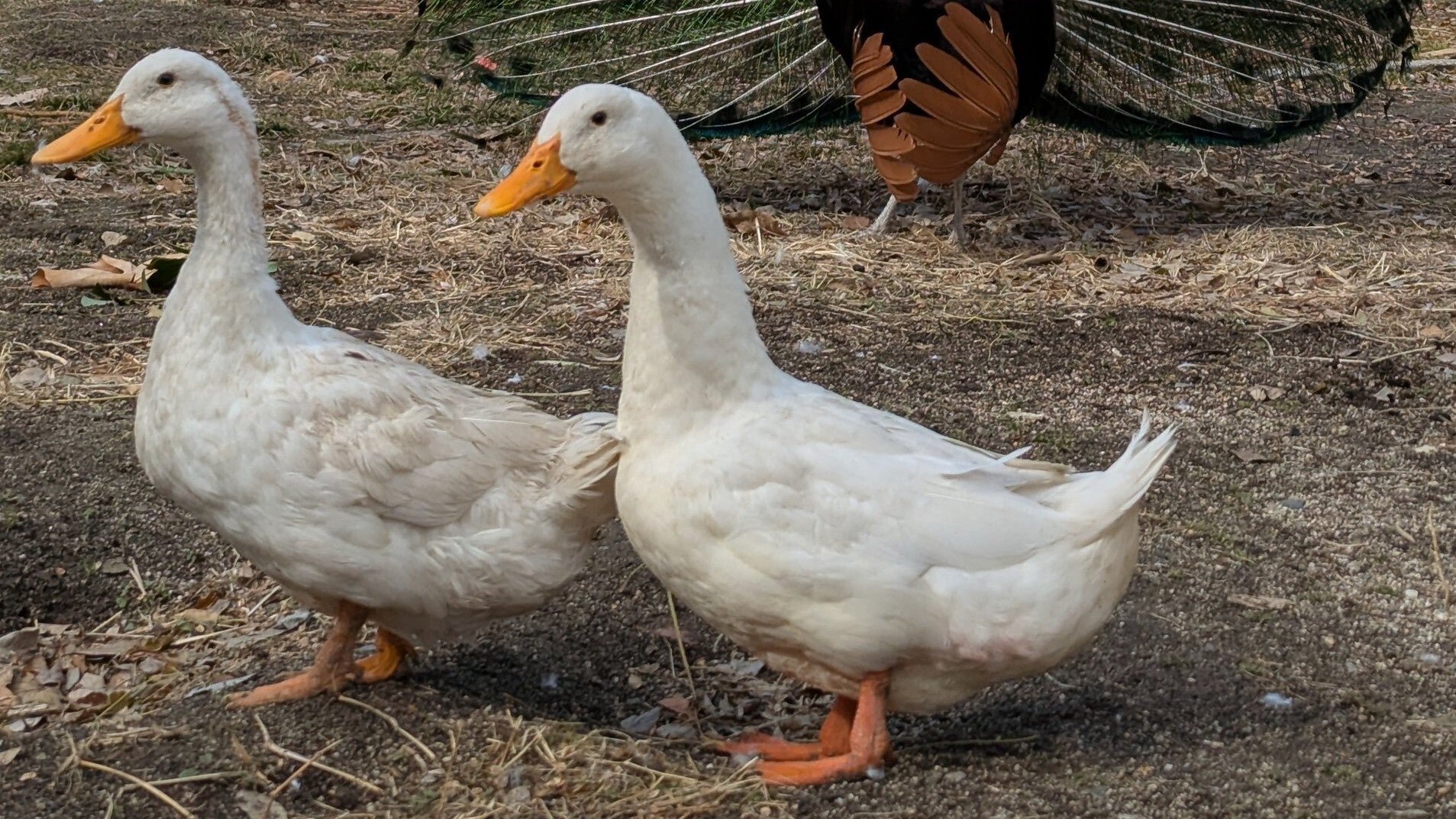 京都大学アヒル同好会による散歩中のハプニング動画に…⇒「ほんとの右往左往で笑っちゃう」の声