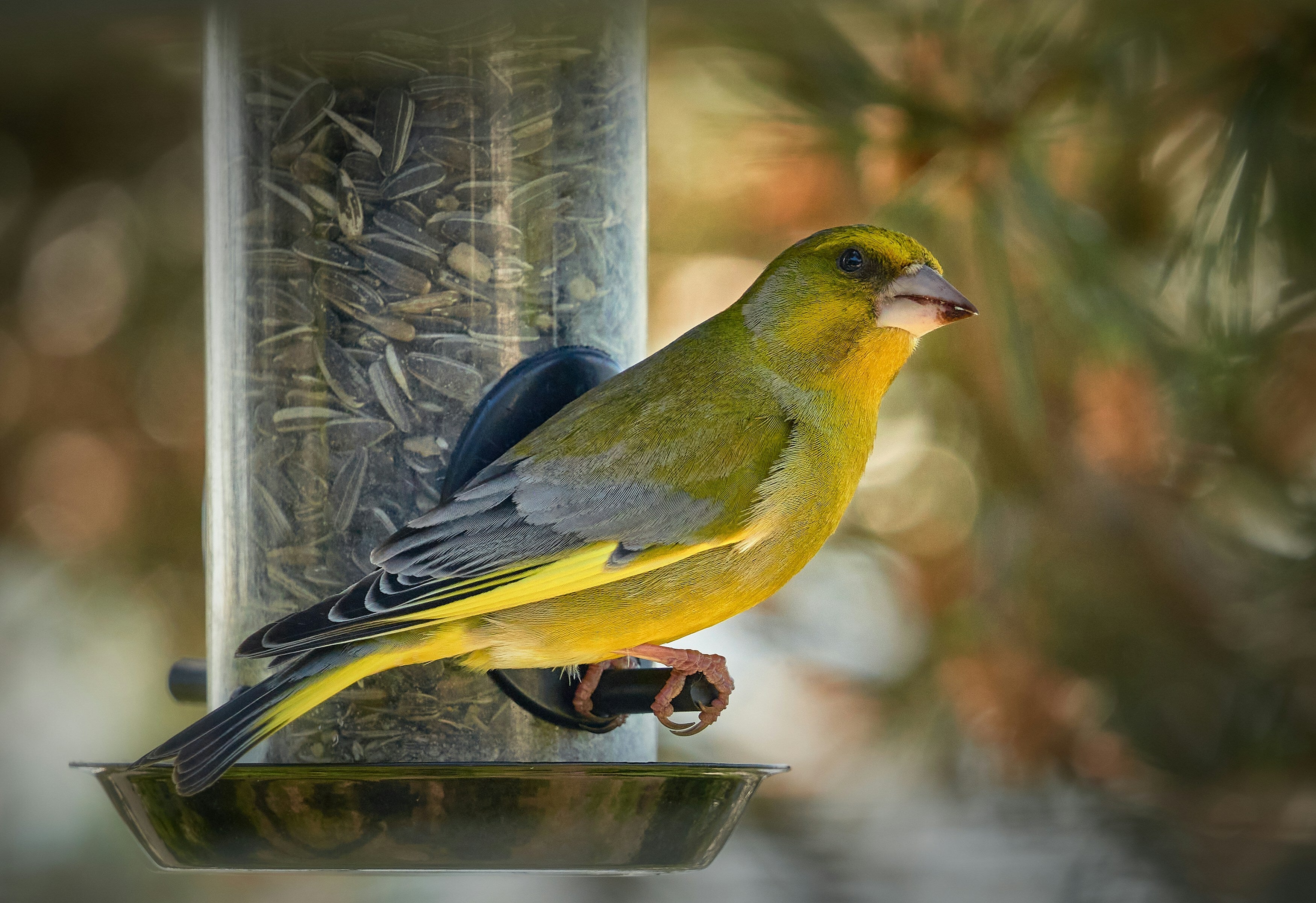 Bird Feeding Isn't All Good For All Birds, RSPB Warns
