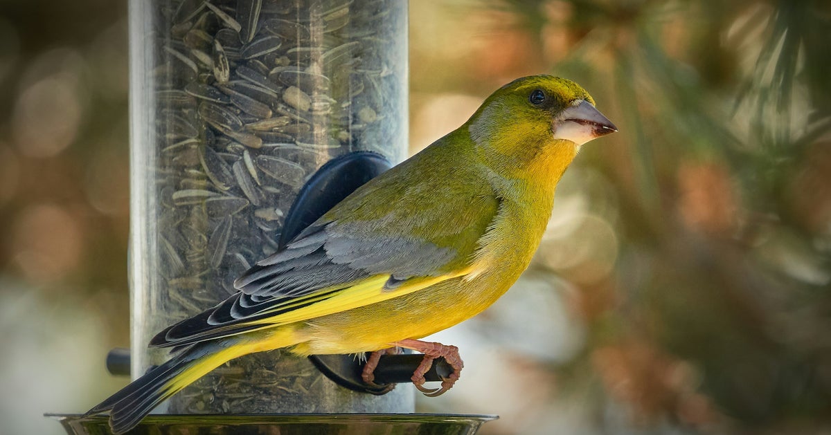 Bird Feeding Can Harm Some Species: 6 Ways To Do It Safely
