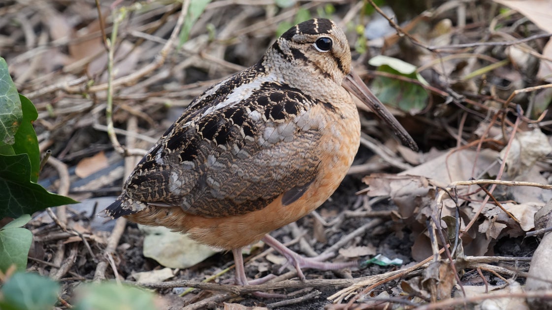 Ein komisch aussehender Vogel geht mit seinem niedlichen kleinen Tanz ...