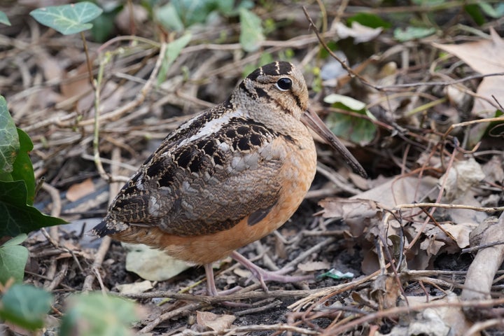 An American woodcock forages as it pauses along its spring migration route at Bryant Park in New York on Wednesday.
