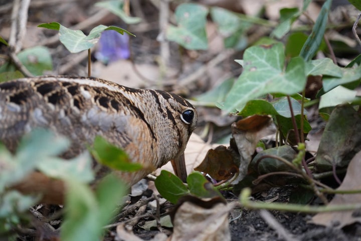 An American woodcock takes in New York's Bryant Park on Wednesday.