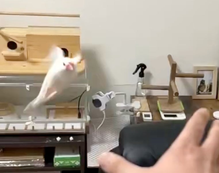 手乗り文鳥、かと思いきや...。飼い主との“微妙な距離感”に「邪念を見抜かれてる」と大爆笑