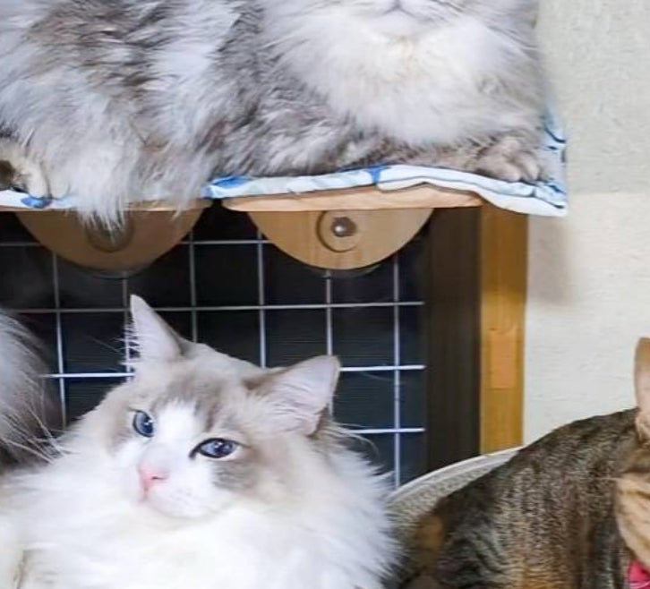 愛猫がライオンみたいな“吠え顔“で...⇨まさかのワケに「破壊力すごすぎる」「迫力満点」と大爆笑