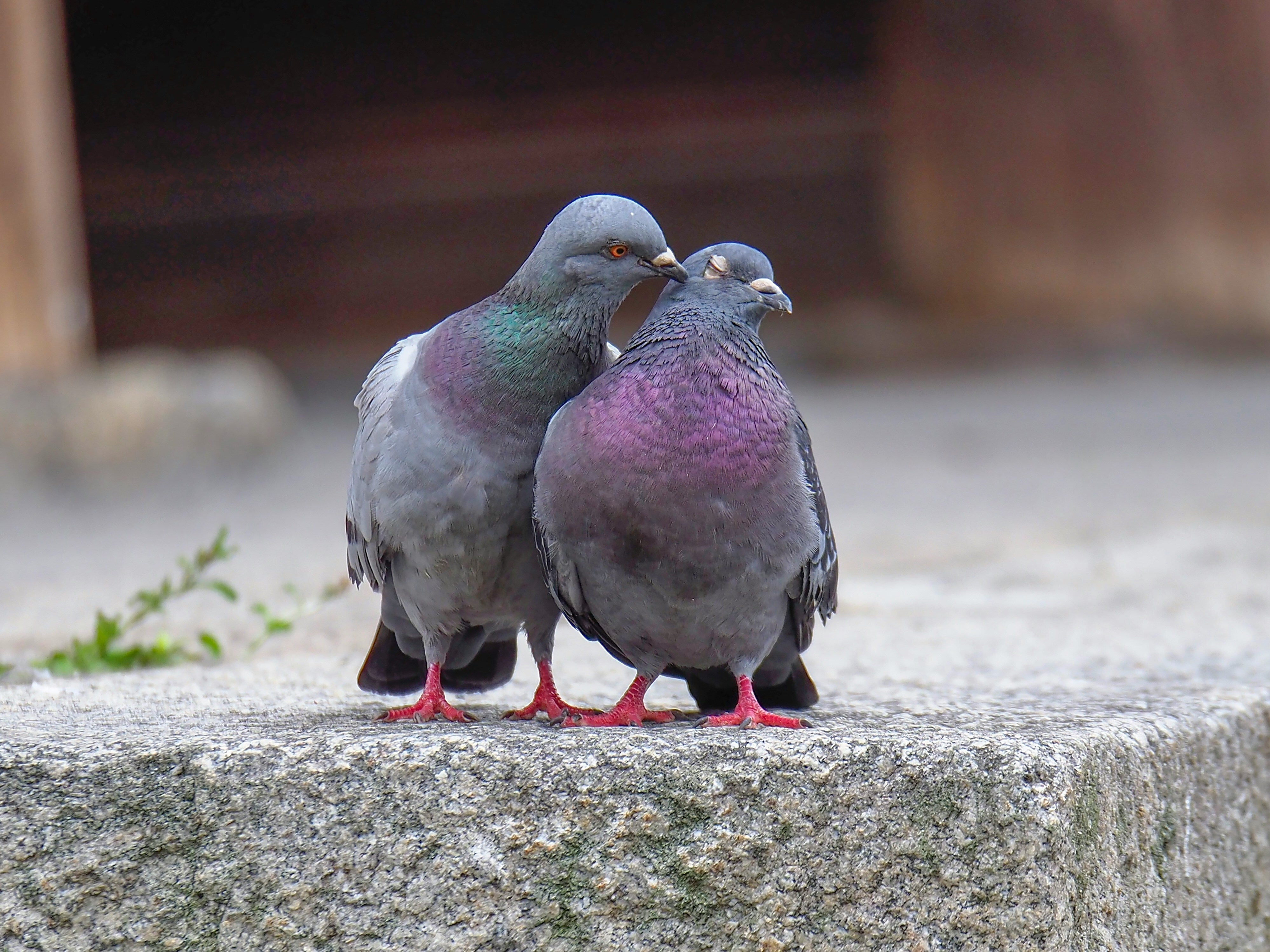 We Tamed Pigeons, Then Betrayed Them. Now It's Time To Recognise Their Worth
