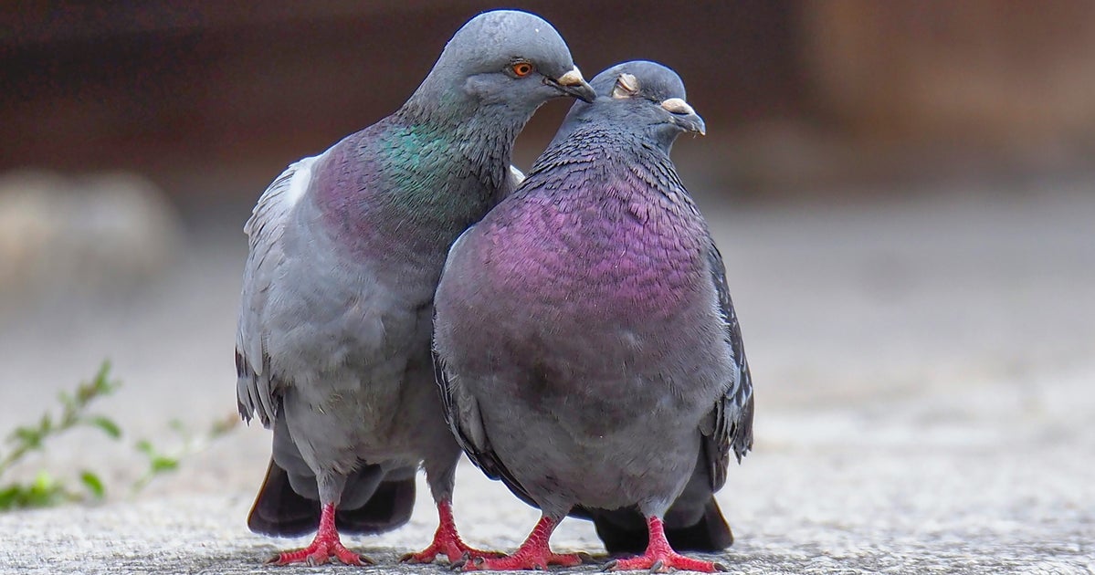 We Tamed Pigeons, Then Betrayed Them. Now It’s Time To Recognise Their Worth