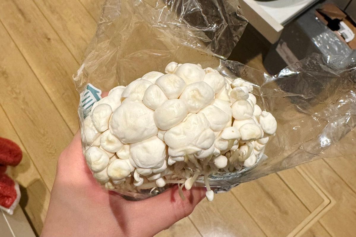 “えのき”を冷蔵庫に5日間放置したら...⇨巨大化しすぎて「恐怖で泣いた」「こんなに育つの!?」とコメント殺到