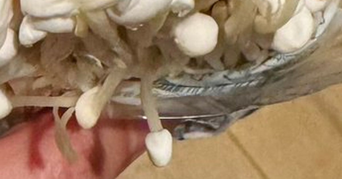 “えのき”を冷蔵庫に5日間放置したら...⇨巨大化しすぎて「恐怖で泣いた」「こんなに育つの!?」とコメント殺到