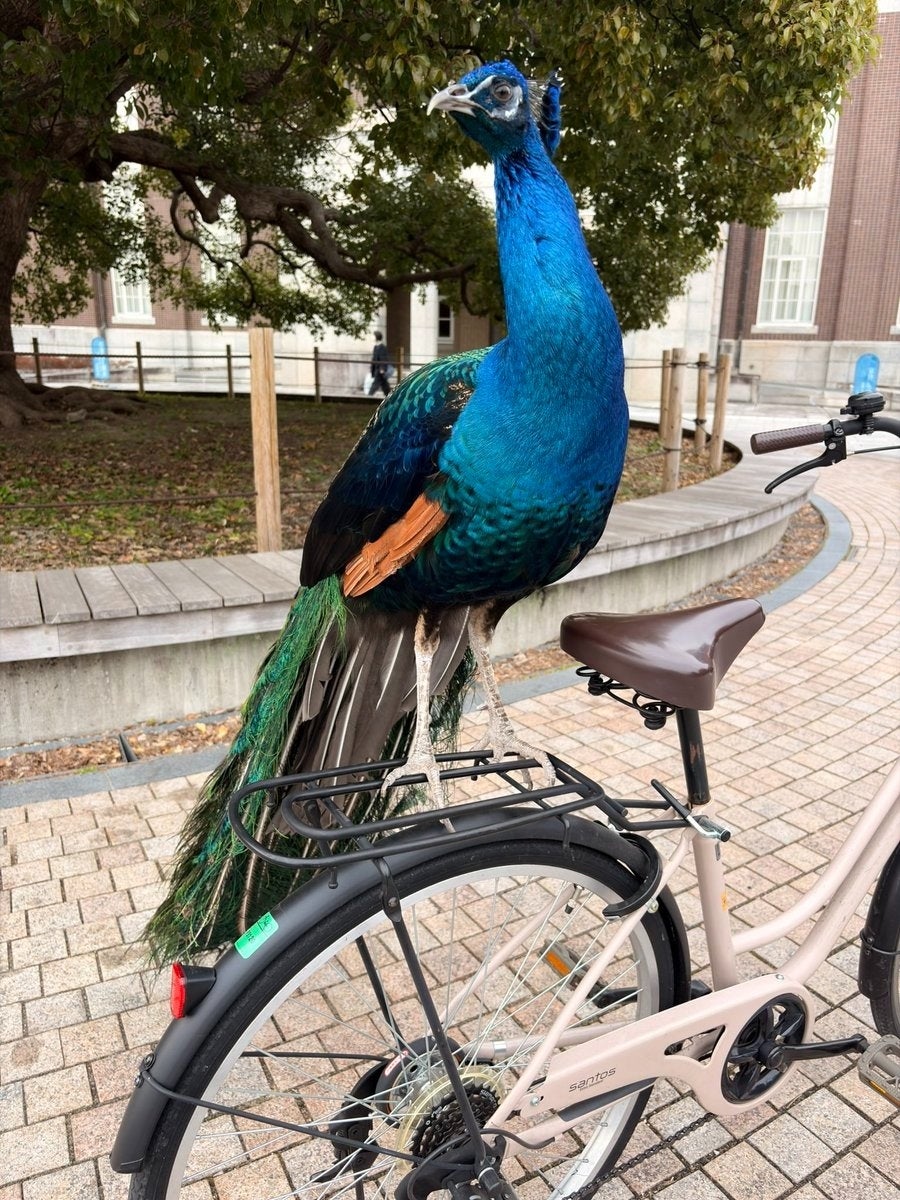 クジャクも「帰宅拒否」をする…！京大クジャク同好会の投稿に「柴犬以外で初めて見た」と驚きの声