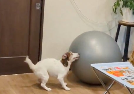 バランスボールを乗りこなす愛犬がドヤ顔すぎる⇨「バランス感覚がすごい！」「永遠に見てしまう」