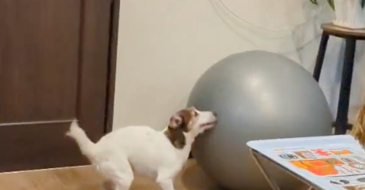 バランスボールを乗りこなす愛犬がドヤ顔すぎる⇨「バランス感覚がすごい！」「永遠に見てしまう」