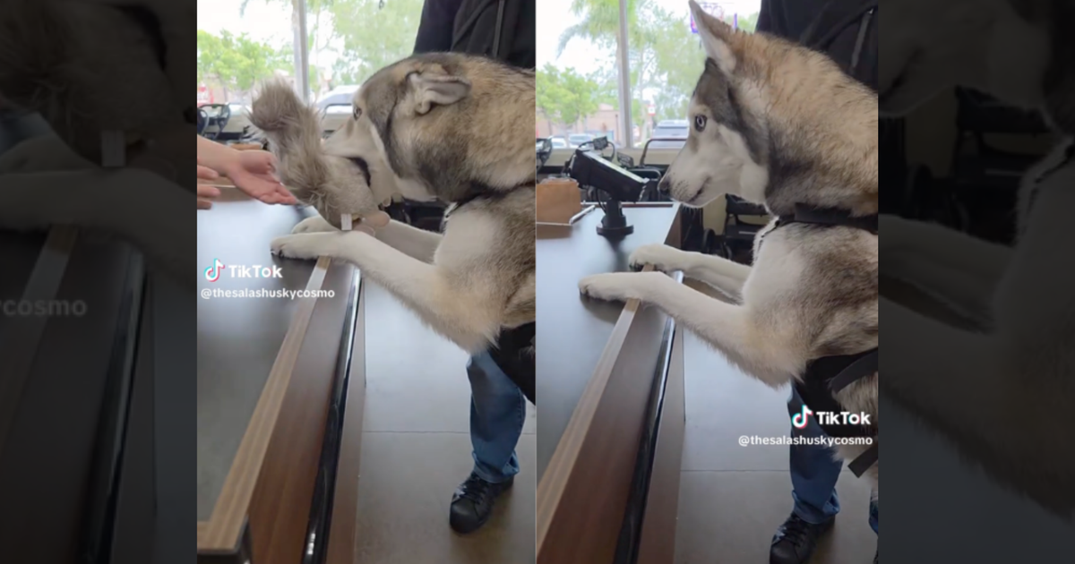 ハスキーが“お気に入りのリス”を自らレジへ...「史上いちばんかわいい買い物」が510万回再生され話題に