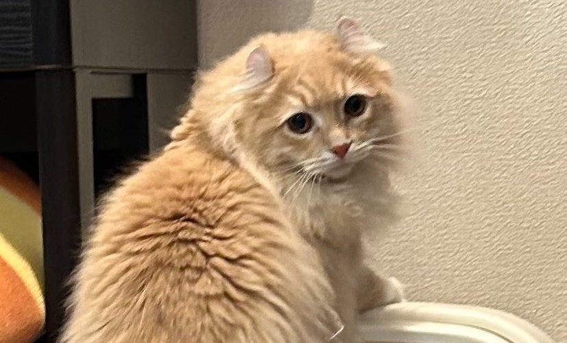 愛猫の“間違えたトイレの使い方”に飼い主もツッコミ⇨「あちゃー」「可愛いから許せちゃう」の声