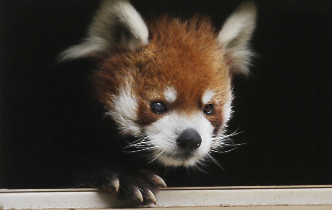 レッサーパンダ・風太くん、元気な様子に「安心した」「長生きしてね」の声。22歳で生存する“国内最高齢”を更新中