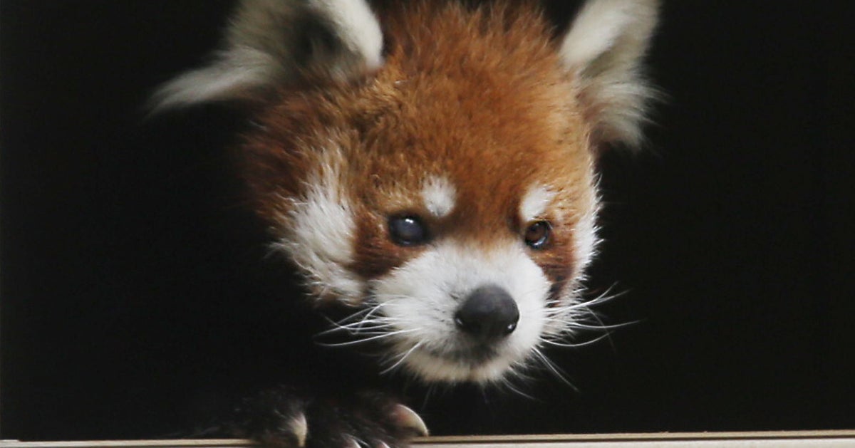レッサーパンダの風太くん、“飼育員目線”だとこう見える⇨レア映像に「部屋ってこんな感じなんですね」「なんて貴重」の声