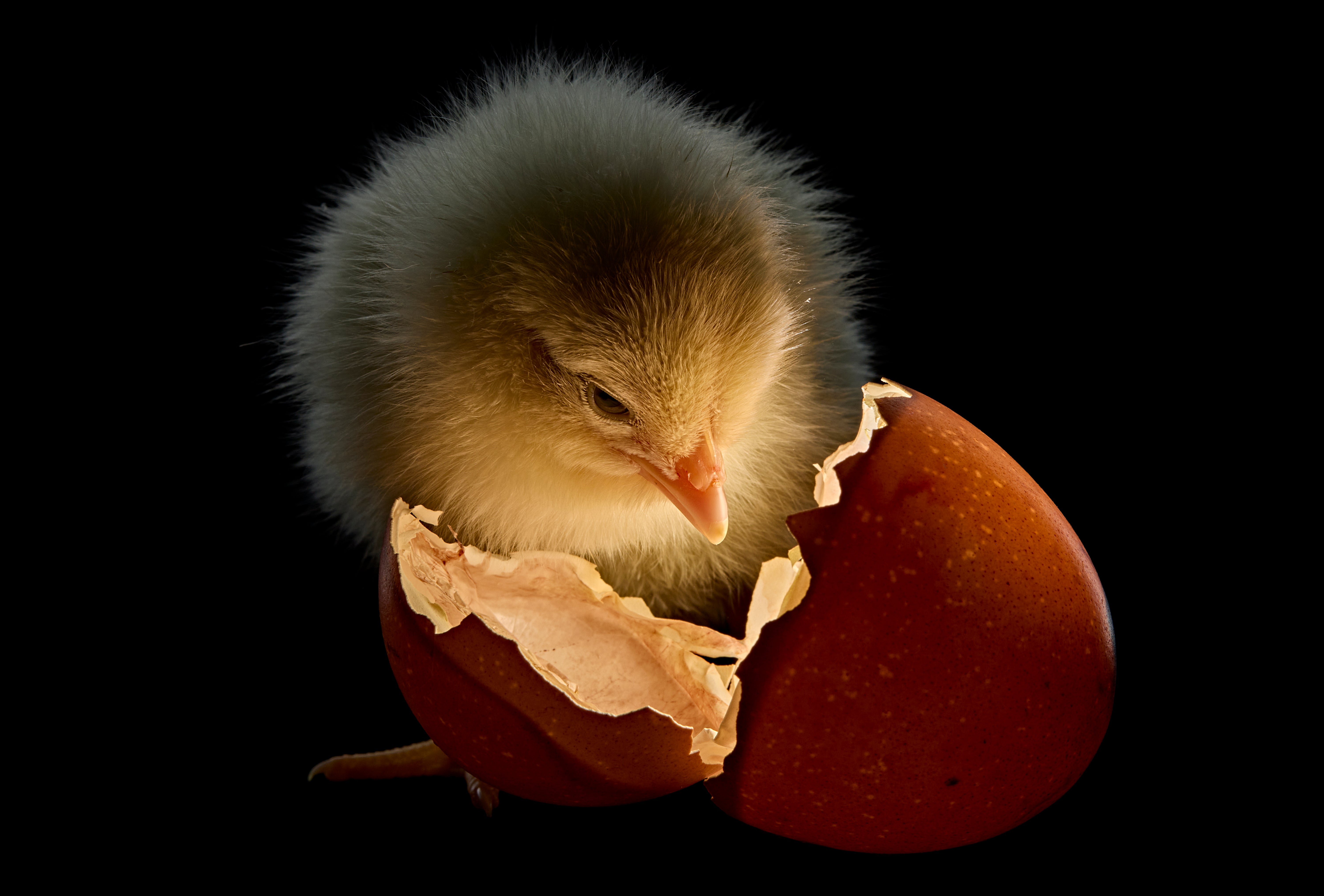 ナショジオの衝撃カバーの裏には「日本アニメ」の影響があった。寄生虫すら「かっこよく」撮る写真家が変えた「科学」の見方