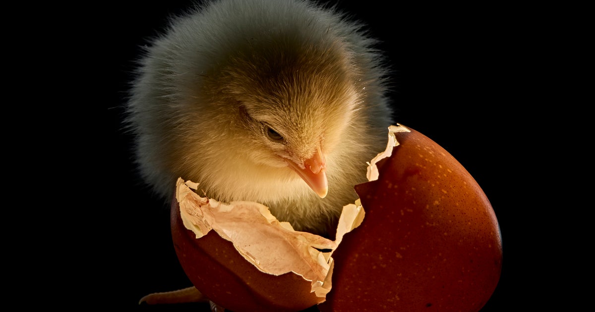 ナショジオの衝撃カバーの裏には「日本アニメ」の影響があった。寄生虫すら「かっこよく」撮る写真家が変えた「科学」の見方