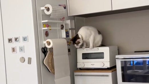 愛猫のキッチンでのいたずら、最後は絶望の展開に⇨「猫たちの連携プレーが想像以上」「主犯格が一目散に」と大爆笑