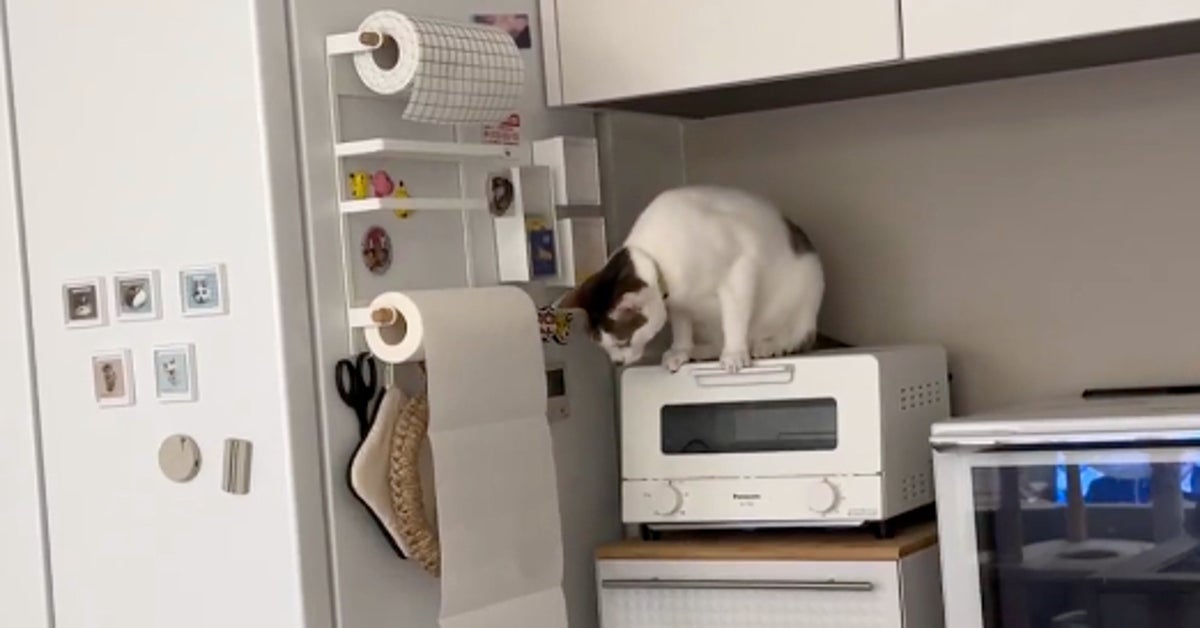 愛猫のキッチンでのいたずら、最後は絶望の展開に⇨「猫たちの連携プレーが想像以上」「主犯格が一目散に」と大爆笑