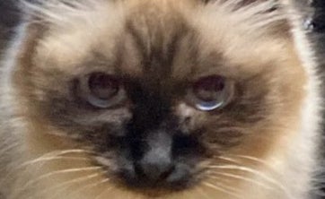 病院拒否の愛猫が選んだ逃亡先…⇨皮肉すぎる展開に「めちゃくちゃ笑った」「隠れた先が運の尽き」とネット爆笑