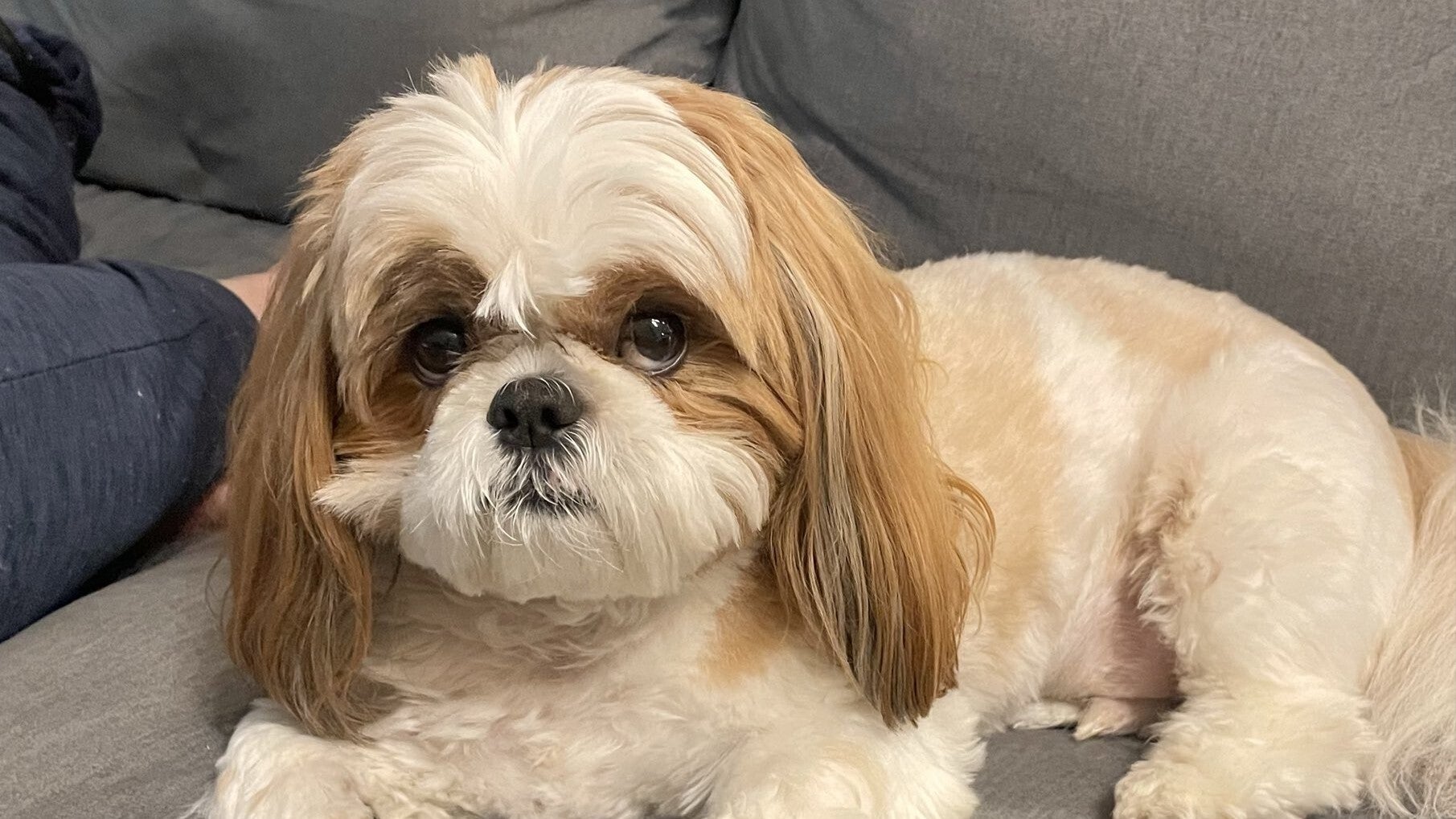 愛犬がものすごい静電気を帯びる謎...⇨驚きの光景に「パワーアップしてそう」の声