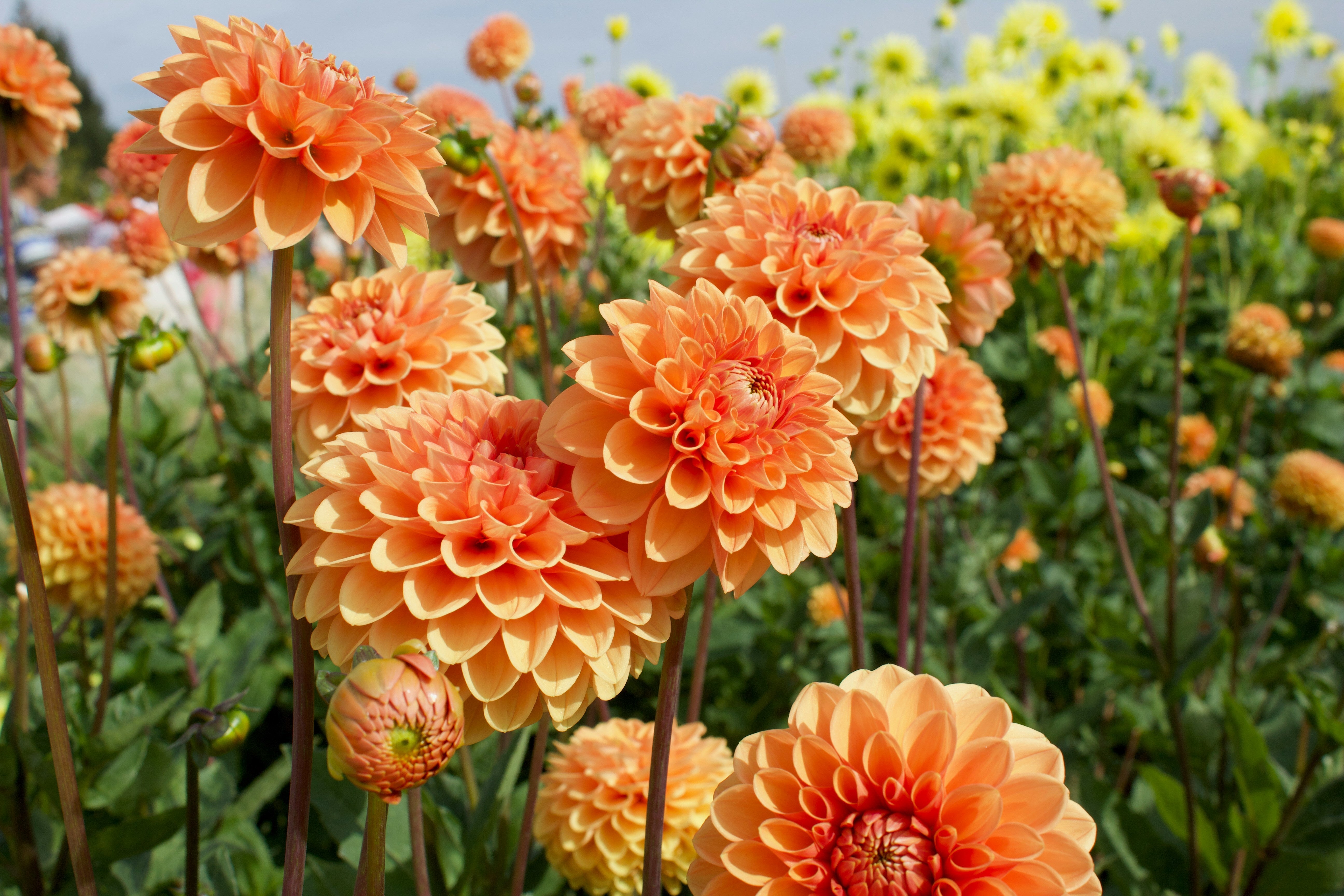 The Best Time To Plant Dahlias For Riotous Blooms In Summer