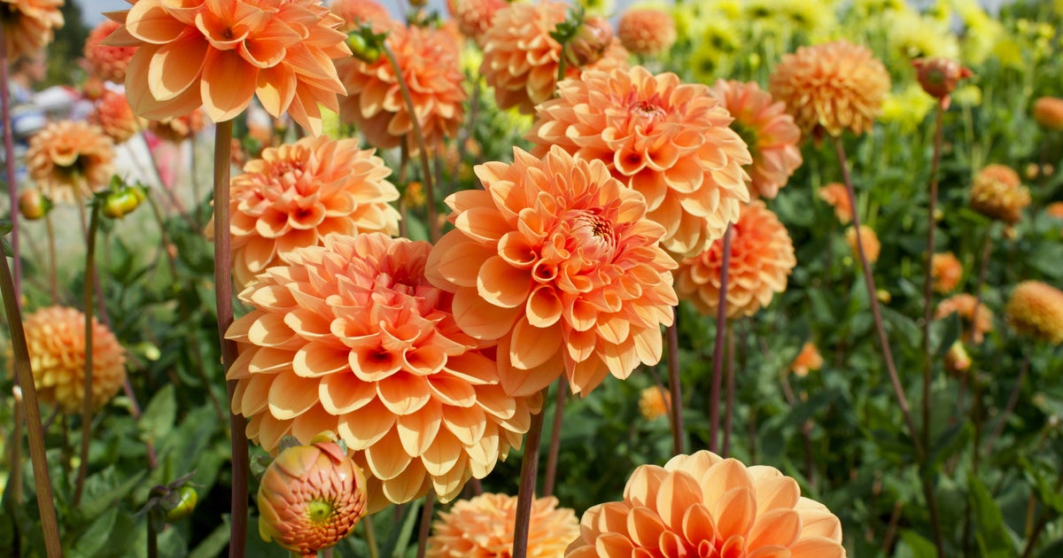 The Best Time To Plant Dahlias For Riotous Blooms In Summer