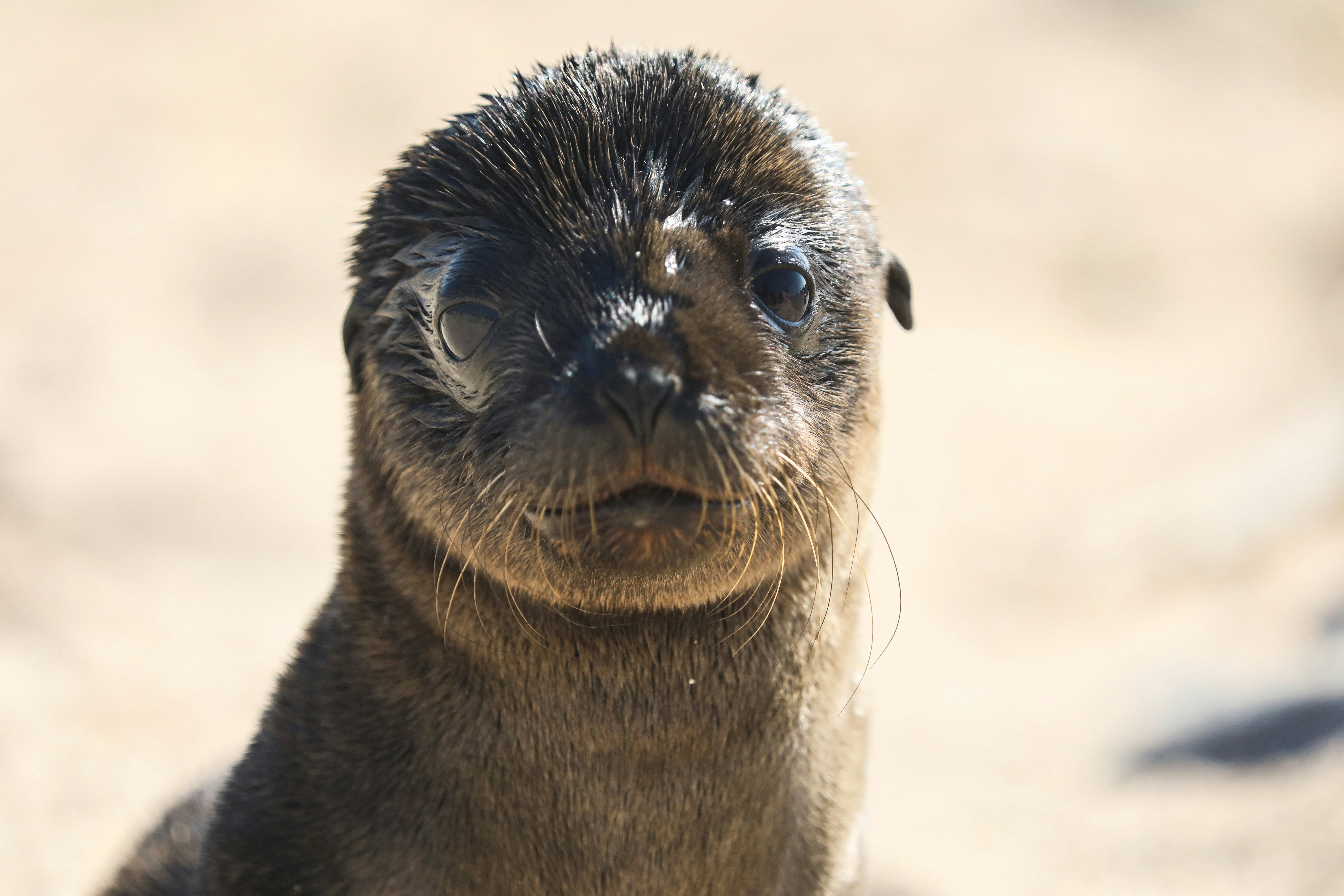 Sealioning: When 'Reasonable Debate' Is Actually Just Bullying