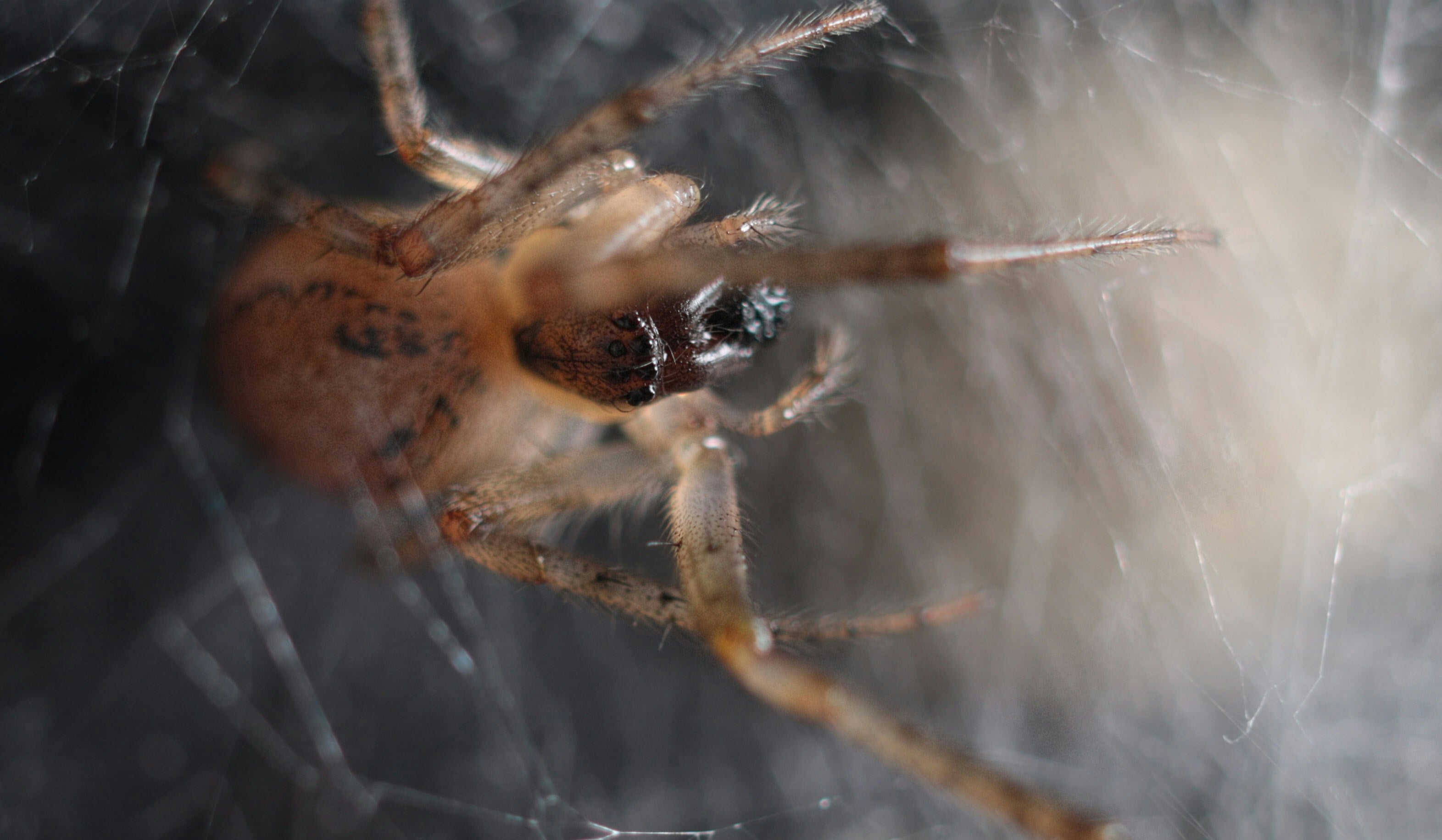 False Widow Hospitalisations Have Doubled: Everything You Need To Know