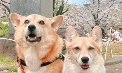 愛犬ショット、友人が“例えた内容”に爆笑⇒「それにしか見えない」「最高」