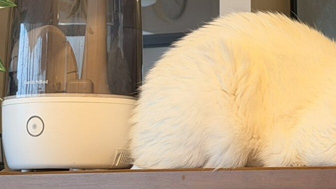 飼い主がペットカメラ経由で愛猫に話しかけていたら…⇨「ここにいるの？」と寄り添う姿に3.4万「いいね」